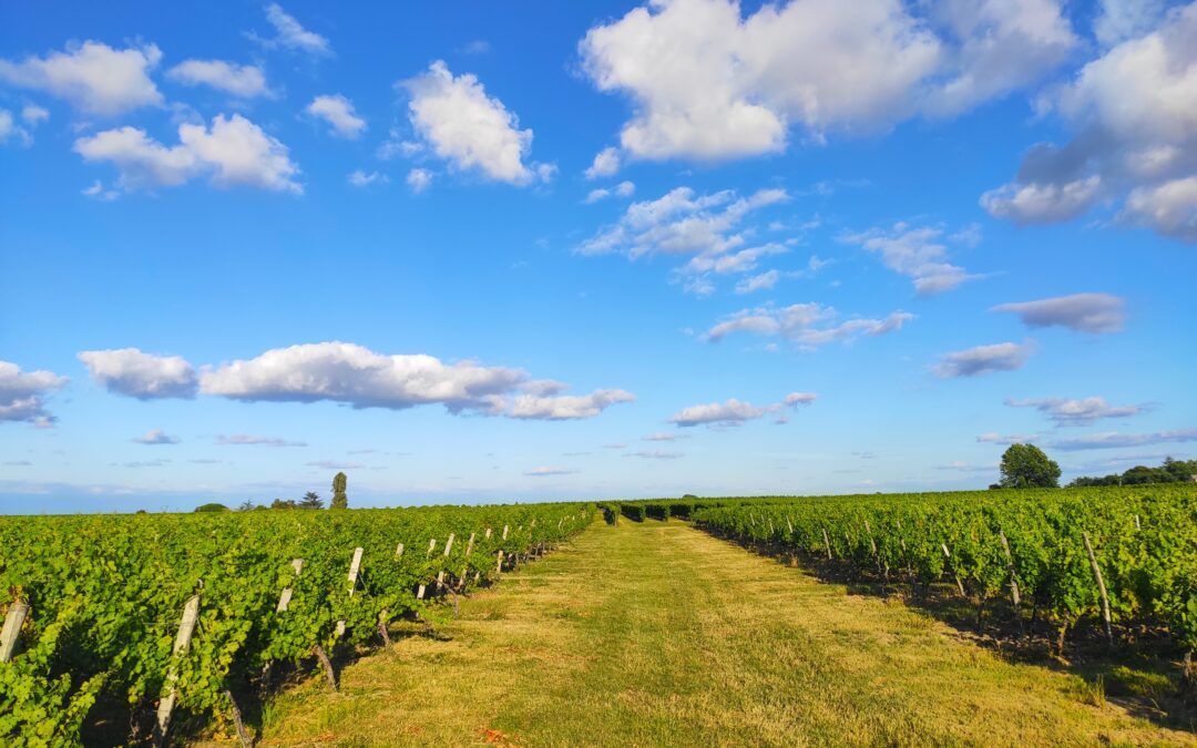 6 goede redenen om de Entre Deux Mers, in het binnenland van de Gironde, te bezoeken