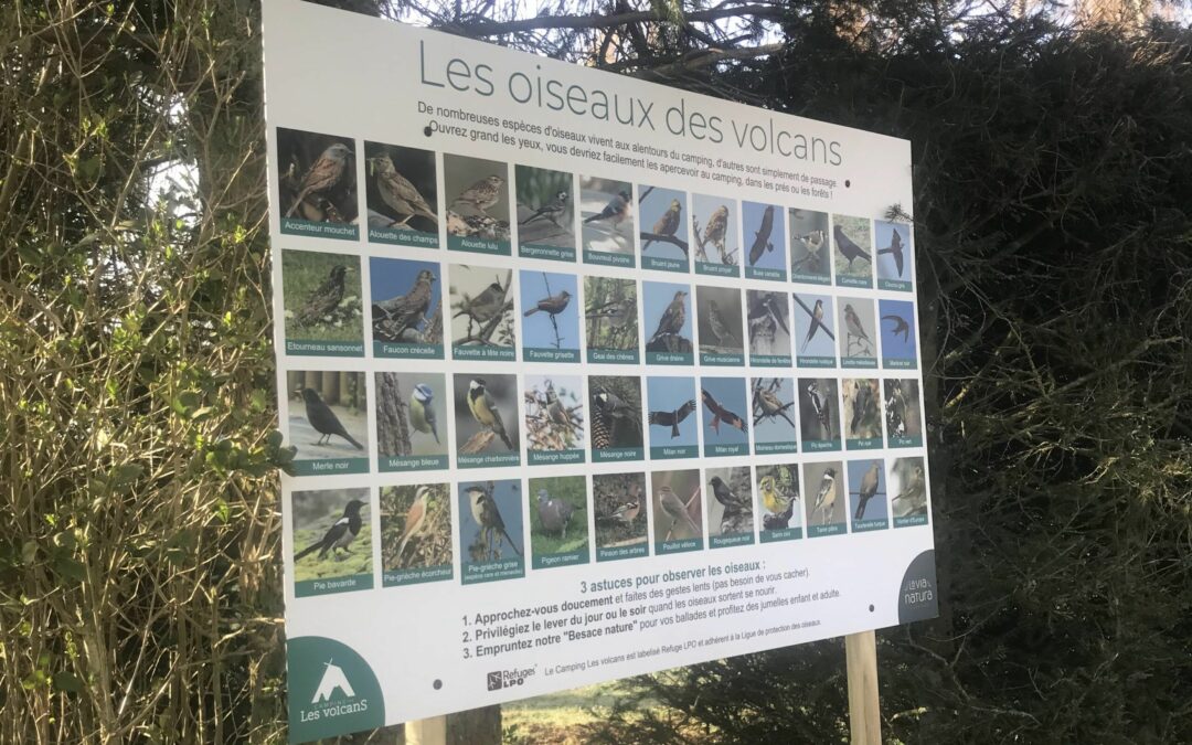 Observez et apprenez à (re)connaitre les oiseaux de nos campings